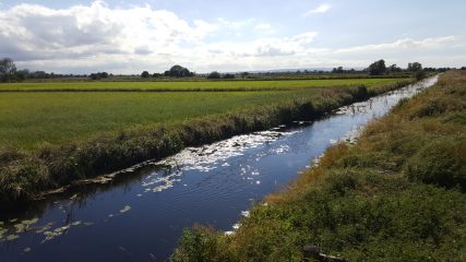 Kings Sedgemoor Drain ....view off Cradle Bridge