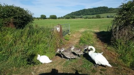 Young swans
