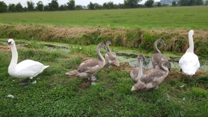 More swans!