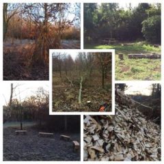 Millennium Wood autumn/winter 2016