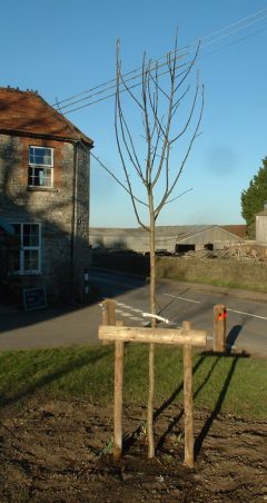 Wild Service tree planted on Little Green 13.02.19