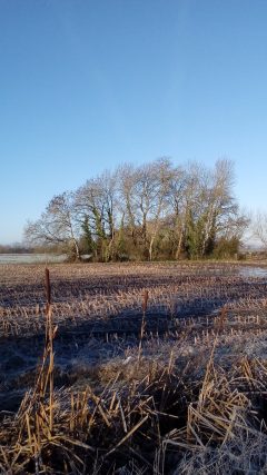 10.01.20 Landscape adjacent to Beer Drove