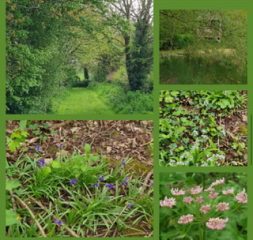 Wild Garlic and Bluebells
