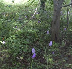 Pyrimidal Orchids in Millenium Wood June 2020