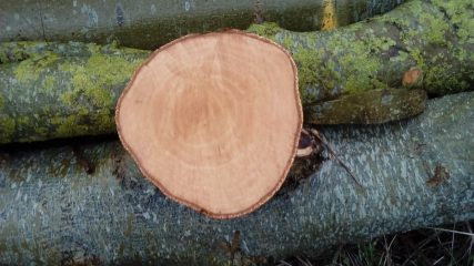January 2019 Millennium Wood  - tree thinning in progress