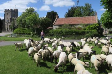John Vigar and newly shorn sheep May 2022