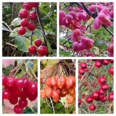 Autumn in Millennium Wood