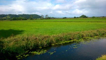 Turn Hill and Bere Woods....viewed from Cradle Bridge