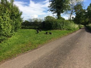 Crossing the road by Millenium Wood