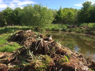 Ducks at rest