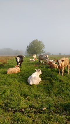 Cattle in the mist on Sedgemoor