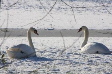 King's Sedgemoor