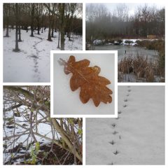 Millennium Wood - the thaw 04.03.18