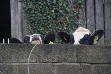 curious cattle