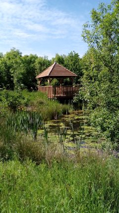 Millennium Wood May 2017