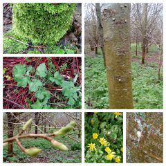 Millennium Wood 10.04.18 photo taken on site visit by MW management group